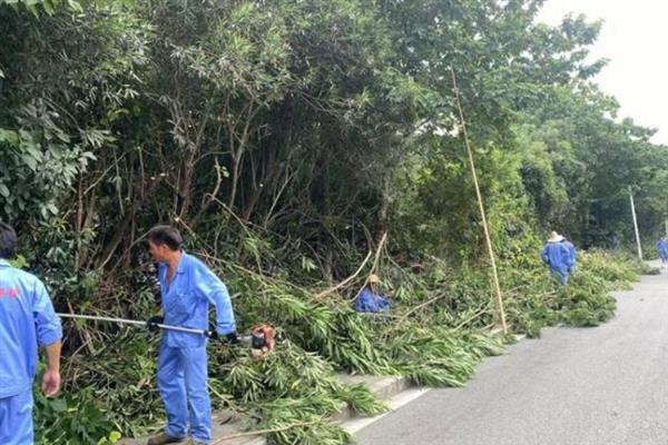夹竹桃的修剪方法，定植第二年要抹除顶端的嫩芽