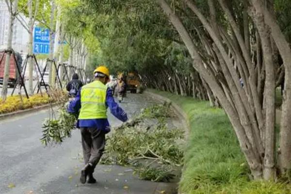 夹竹桃的修剪方法，定植第二年要抹除顶端的嫩芽