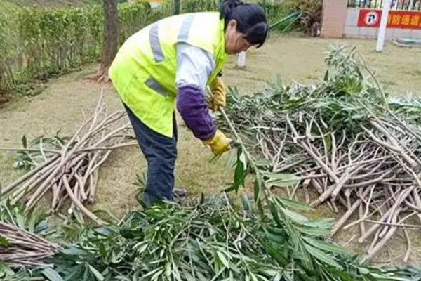 夹竹桃的修剪方法，定植第二年要抹除顶端的嫩芽