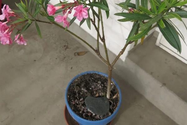 夹竹桃的修剪方法，定植第二年要抹除顶端的嫩芽