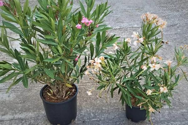 夹竹桃的修剪方法，定植第二年要抹除顶端的嫩芽