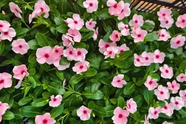 长春花长太高能不能剪掉，可剪除过长的枝条和其它不良枝