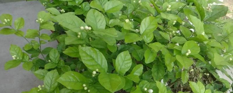 茉莉花烂根的原因及解决方法，可能是盆土不适或浇水不当所致