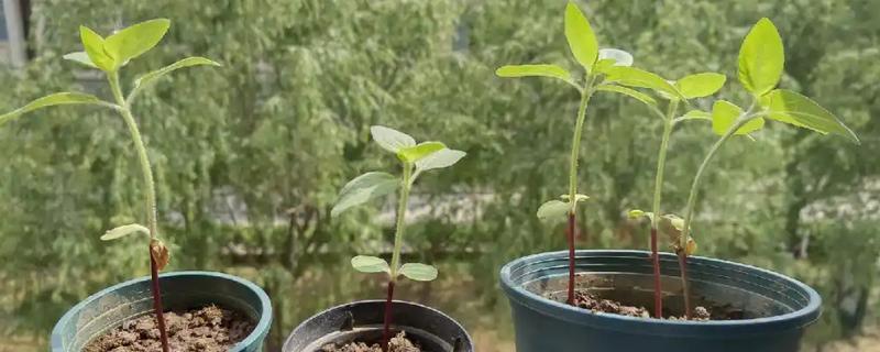 向日葵徒长了如何补救，需要给予向日葵充足的散光