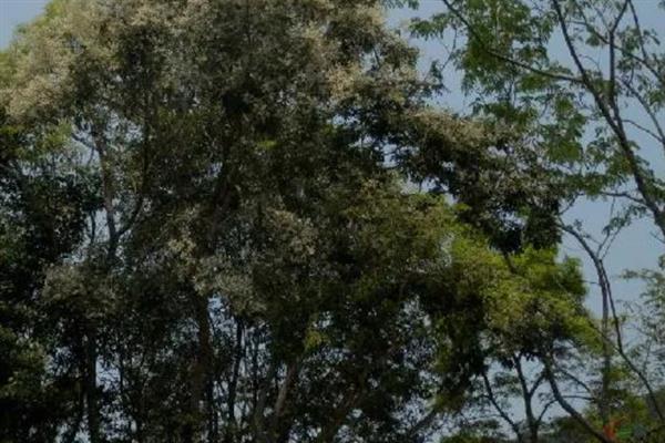 花枝木的学名，叫做奥氏黄檀