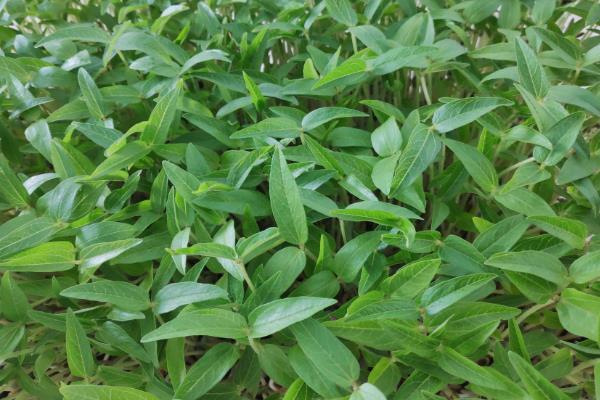 中国出名的绿豆产地，有白城绿豆、洮南绿豆等