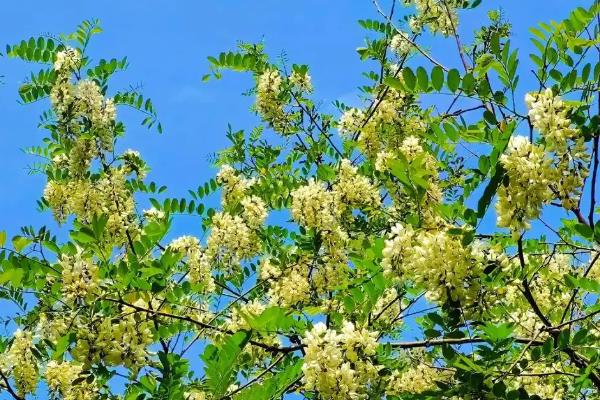 槐花的花语是什么，寓意美好向往、脱尘出俗等