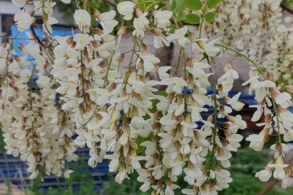 槐花的花语是什么，寓意美好向往、脱尘出俗等