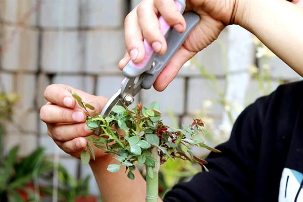 蔷薇花的养殖方法，每隔5-7天浇灌一次水分