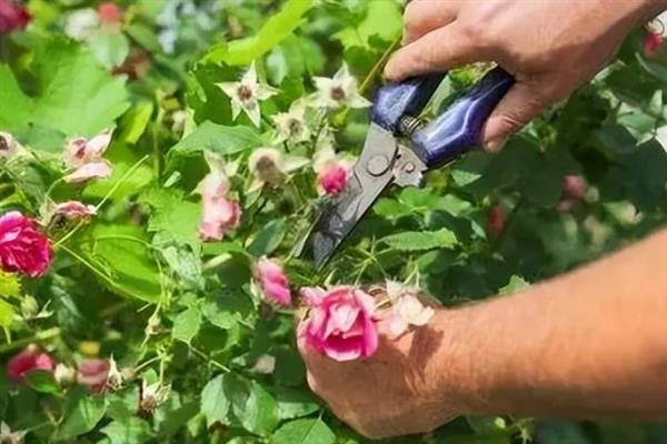 蔷薇花的养殖方法，每隔5-7天浇灌一次水分