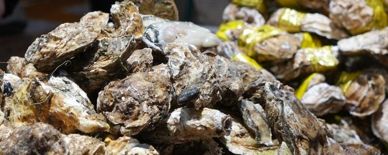 海蛎子简介，是一种双壳动物
