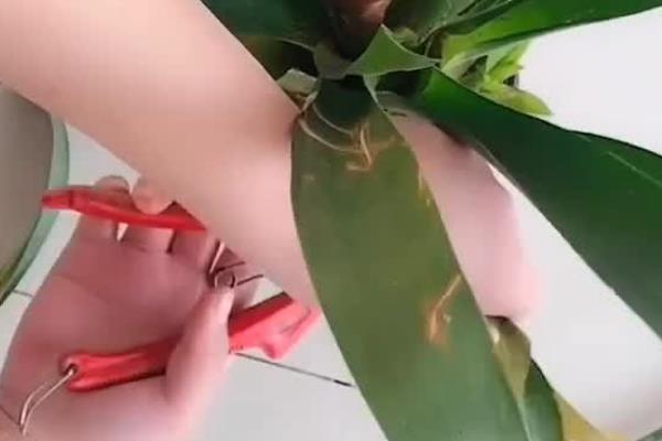 家中养鸿运当头的好处，可供观赏和净化空气等