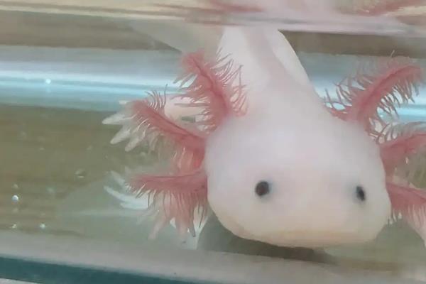 六角恐龙鱼的食物，幼年期可饲喂红虫、蚯蚓等活食