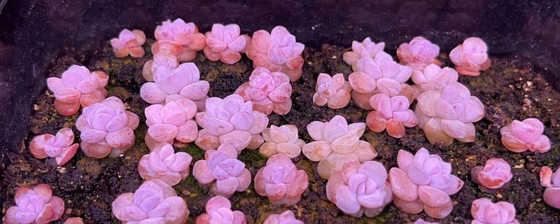 哪些品种的多肉不多宜放在卧室，常见的有雪莲、新玉缀等