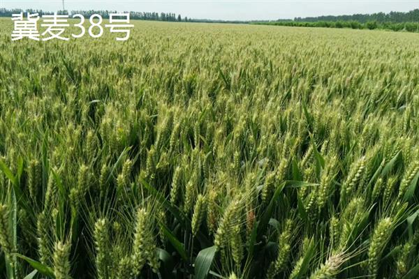 早熟高产小麦品种，常见的有鲁麦15号、冀麦38号等