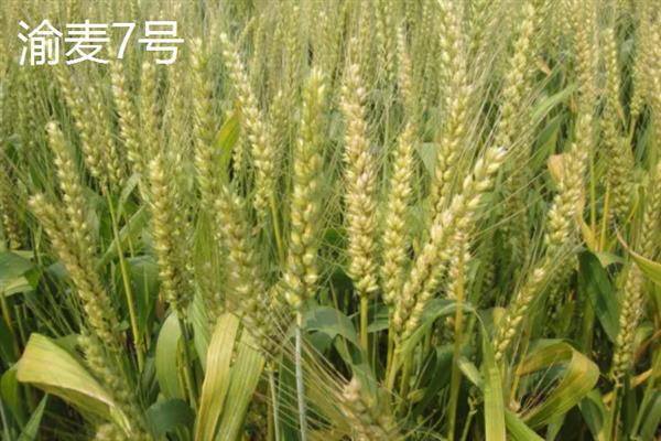 早熟高产小麦品种，常见的有鲁麦15号、冀麦38号等