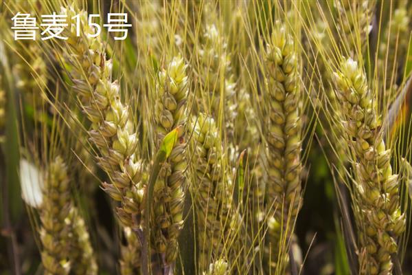 早熟高产小麦品种，常见的有鲁麦15号、冀麦38号等