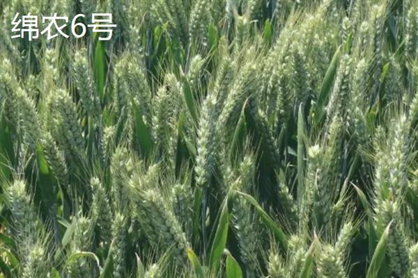 早熟高产小麦品种，常见的有鲁麦15号、冀麦38号等