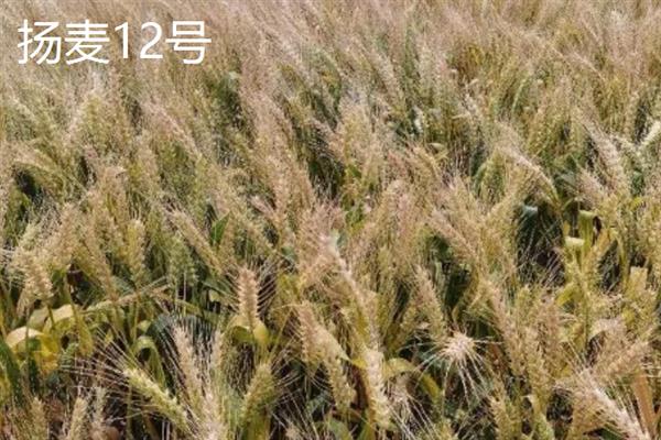早熟高产小麦品种，常见的有鲁麦15号、冀麦38号等
