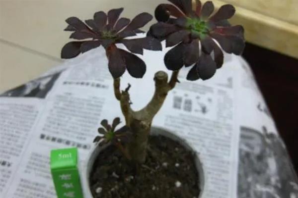 黑法师烂根怎么办，剪除烂根等伤口愈合再重栽