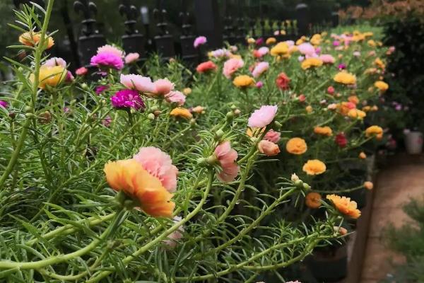 太阳花的生长阶段，分为发芽期、幼苗期等