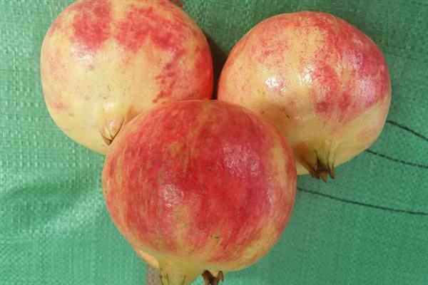 软籽石榴的特点，可食率和含糖量高、口感甘甜