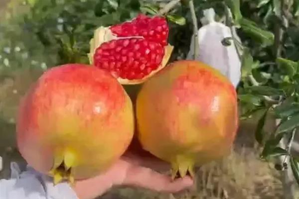 软籽石榴的特点，可食率和含糖量高、口感甘甜