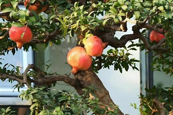 软籽石榴的特点，可食率和含糖量高、口感甘甜