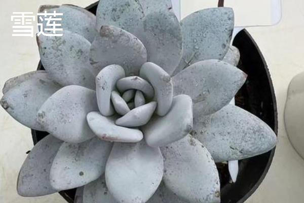 哪些品种的多肉不多宜放在卧室，常见的有雪莲、新玉缀等