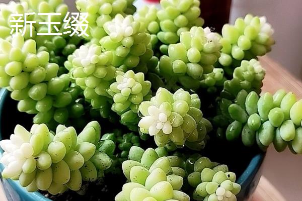 哪些品种的多肉不多宜放在卧室，常见的有雪莲、新玉缀等