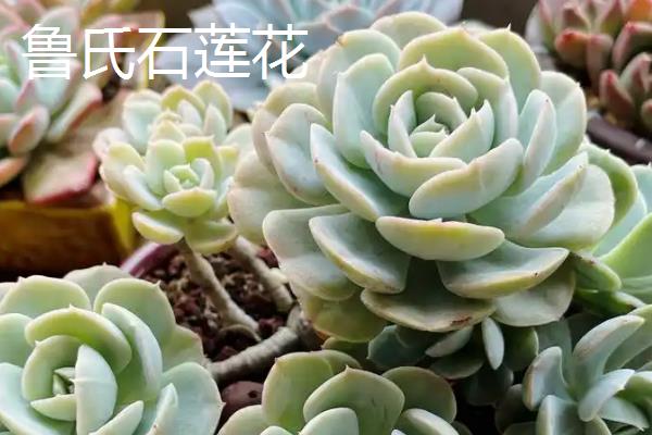 哪些品种的多肉不多宜放在卧室，常见的有雪莲、新玉缀等