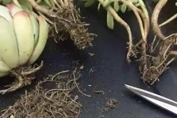 哪些品种的多肉不多宜放在卧室，常见的有雪莲、新玉缀等