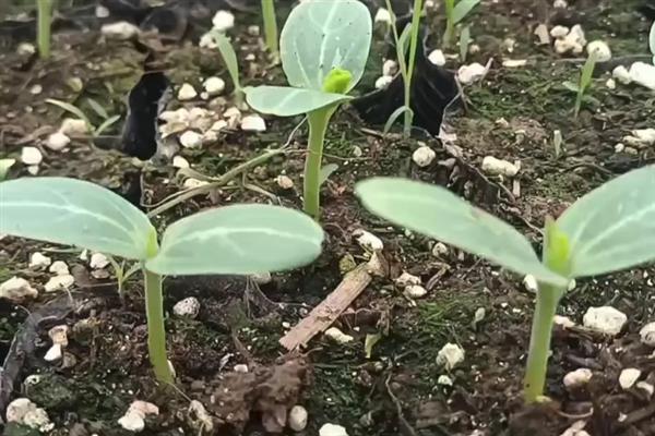 葫芦怎么种植，主蔓长到0.5米时要浇水追肥