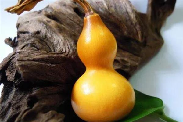 葫芦怎么种植，主蔓长到0.5米时要浇水追肥