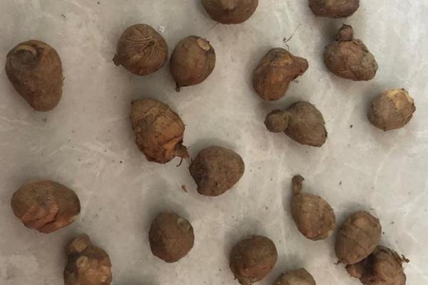 栽培香雪兰的方法，生长适温15-25℃