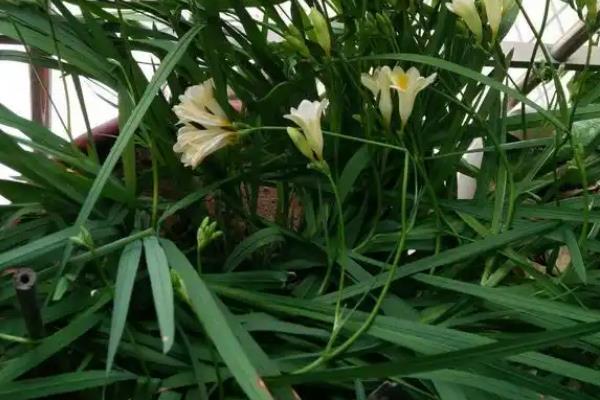 栽培香雪兰的方法，生长适温15-25℃