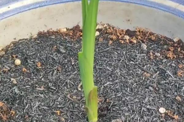 栽培香雪兰的方法，生长适温15-25℃