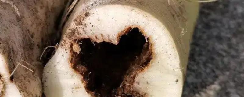 萝卜为什么会黑心，主要是缺氧、缺硼、发生黑腐病导致