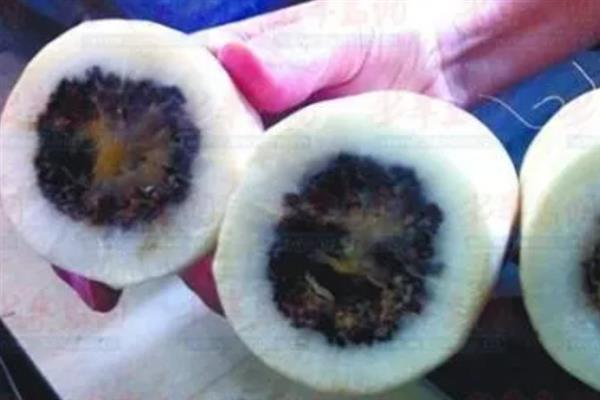 萝卜为什么会黑心，主要是缺氧、缺硼、发生黑腐病导致