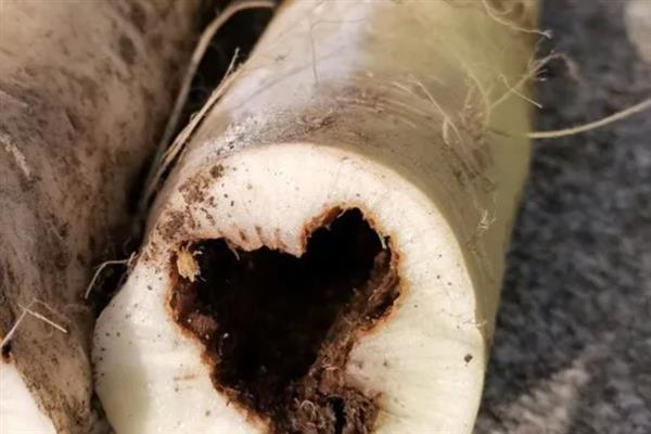 萝卜为什么会黑心，主要是缺氧、缺硼、发生黑腐病导致