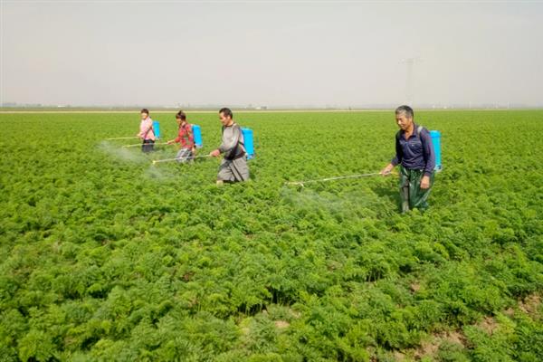 萝卜为什么会黑心，主要是缺氧、缺硼、发生黑腐病导致