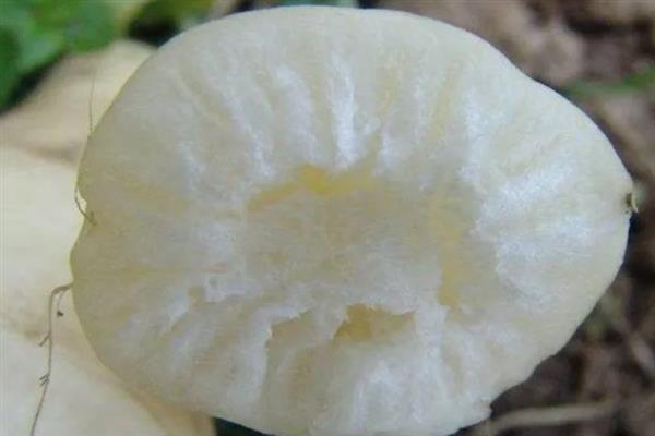 萝卜为什么会黑心，主要是缺氧、缺硼、发生黑腐病导致