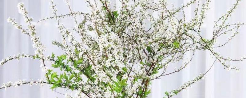 干枝雪柳有什么花语，代表殊胜、稀有和优秀