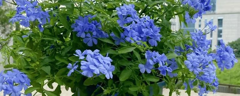 蓝雪花怎么养殖，生长期间每隔半个月追施一次肥料