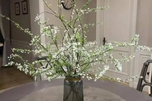 干枝雪柳有什么花语，代表殊胜、稀有和优秀