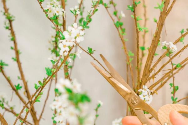 干枝雪柳有什么花语，代表殊胜、稀有和优秀