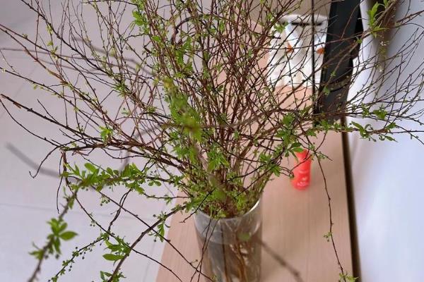 干枝雪柳有什么花语，代表殊胜、稀有和优秀