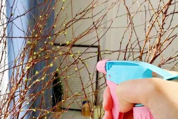 干枝雪柳有什么花语，代表殊胜、稀有和优秀