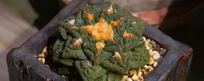 龟甲牡丹的简介，属于仙人掌科、岩牡丹属草本植物