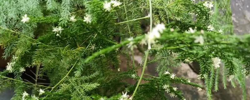 云竹开花的寓意，有着竹报平安的含义